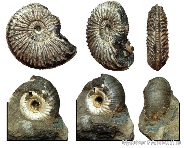 аммониты, юра, Москва, Amoeboceras, Perisphinctes, Ammonites, оксфордский ярус, Jurassic, Upper Jurassic