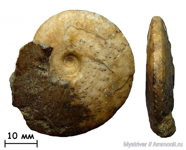 аммониты, Казахстан, сеноман, Ammonites, Acompsoceras, Cenomanian