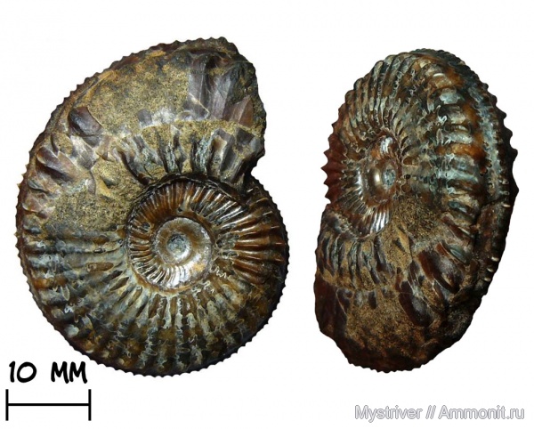 аммониты, Amoeboceras, кимеридж, Ammonites, Amoebites, Kimmeridgian, Upper Jurassic