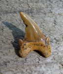Зуб Dwardius (?) sp.
