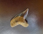 Зуб акулы Palaeoanacorax-2