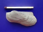 Grammatodon (Cosmetodon) keiserlingii?
