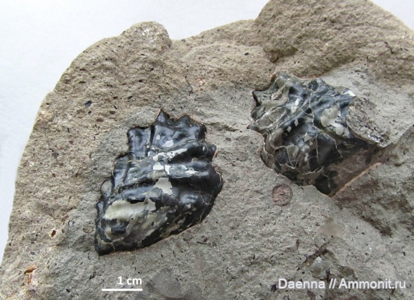 мезозой, двустворчатые моллюски, верхний мел, Inoceramus, Сахалин, bivalvia, Upper Cretaceous, Sachalinoceramus