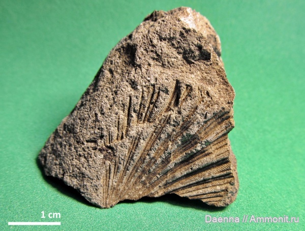верхний мел, ?, Сахалин, Upper Cretaceous
