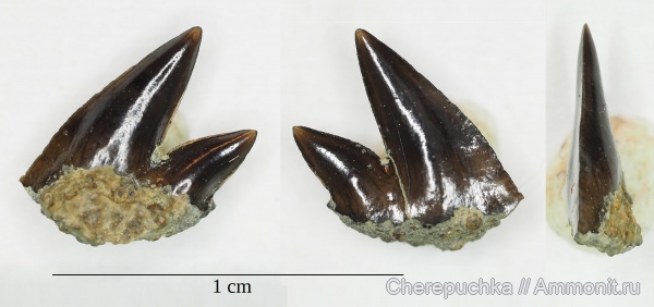 акулы, Elasmobranchii, Hexanchiformes, Crassonotidae