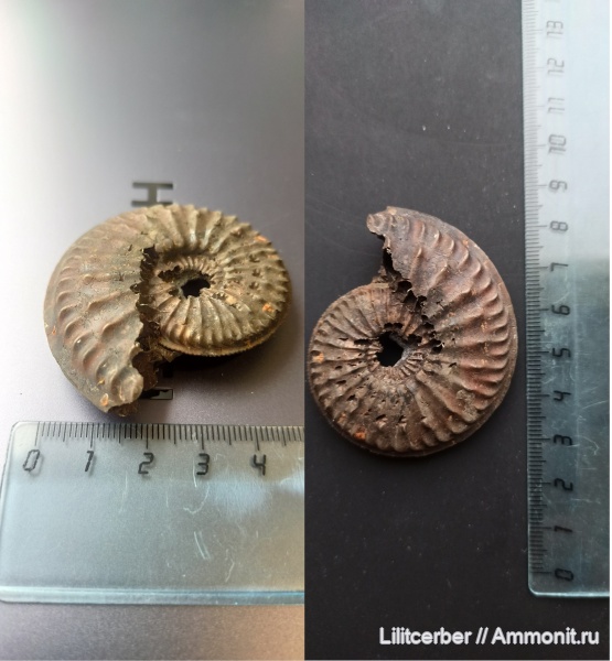 аммониты, Бронницы, Amoeboceras, Ammonites, Oxfordian