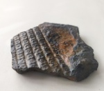 Sigilaria Carboniferous fossils