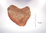 Зуб Squalicorax pristodontus