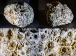 Кораллы Actinocyathus из Хотошино.