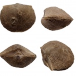 Hemipronites (=Ladogiella) imbricata (ÖPIK)