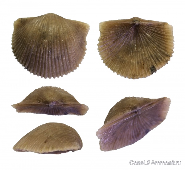 брахиоподы, ордовик, Cyrtonotella, cyrtonotella semicircularis