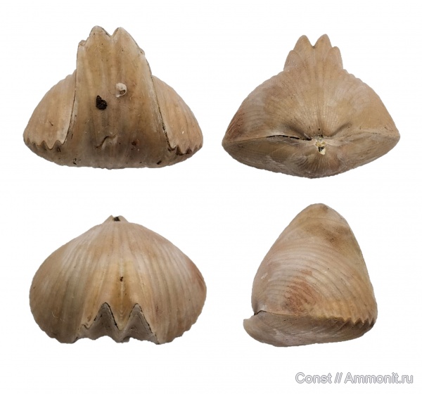 брахиоподы, Ripidiorhynchus, Camarotoechia, Microconchida, Rhynchonellida