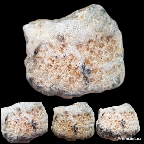 карбон, кораллы, каменноугольный период, Petalaxis