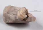 Deltodus concha (Trautschold, 1874) морфотип "limbatus"
