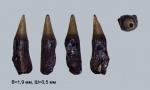 Зуб рыбы из зоны Rjasanensis