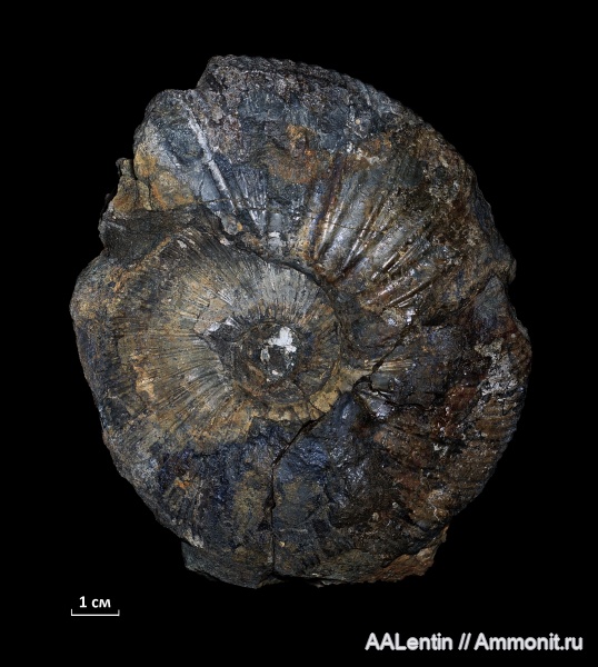 аммониты, Virgatites, Самарская область, Virgatites gerassimovi, Ammonites, Новая рачейка