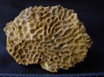 колониальный коралл Eugyra sp.