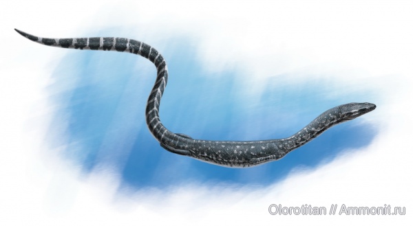 Squamata, Dolichosaurus