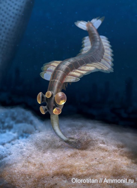 Cambrian, Burgess Shale