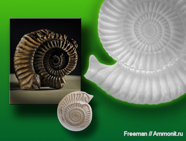 аммониты, реконструкция, ушки, Parkinsonia, Ammonites, Microconchs, lappets