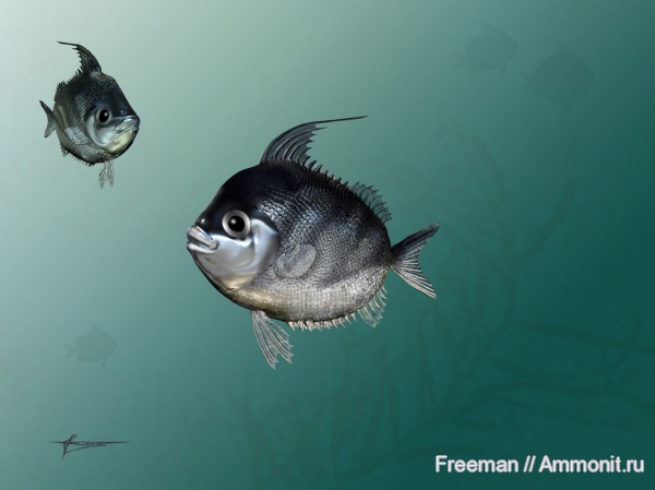 рыбы, Palaeocentrotidae, Natgeosocus sorini, Natgeosocus, fish