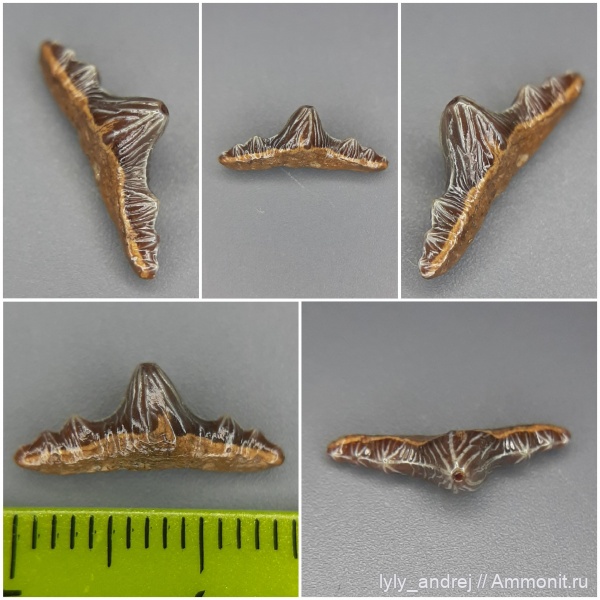 сеноман, зубы акул, Polyacrodus