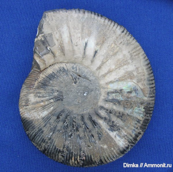 аммониты, Virgatites, Мневники, Virgatites gerassimovi, Ammonites
