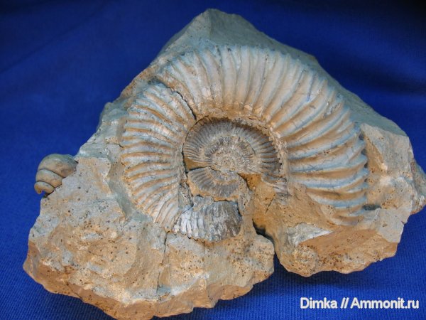 аммониты, юра, Peltoceras, Михайловцемент, верхний келловей, Ammonites, Jurassic
