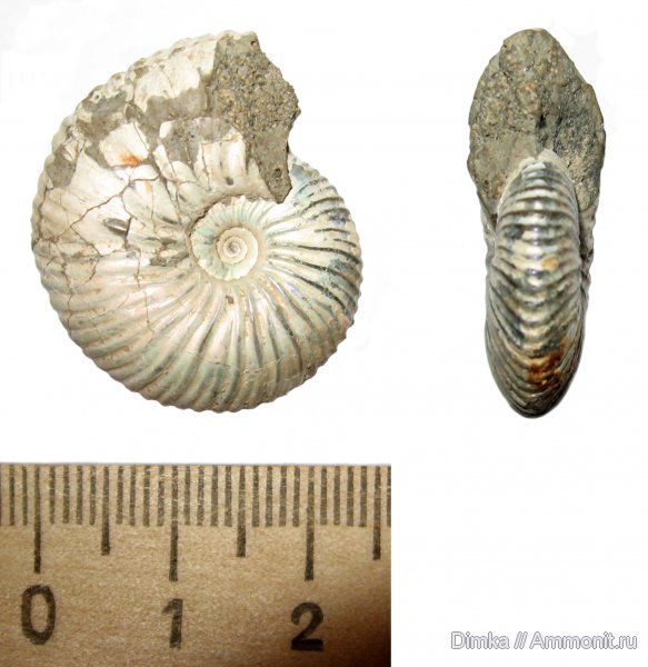 аммониты, юра, келловей, Pseudocadoceras, р. Унжа, Макарьев, Ammonites, Callovian, Jurassic, Middle Jurassic