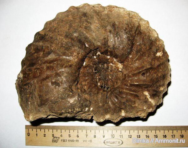 аммониты, Спиридово, нижний мел, Arcthoplites, альб, Ammonites, Arcthoplites yachromensis, Albian, Lower Cretaceous