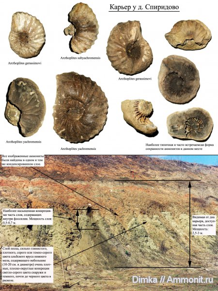 мел, Спиридово, нижний мел, Arcthoplites, Hoplitidae, Arcthoplites gerassimovi, Arcthoplites yachromensis, Стратиграфия в картинках, Cretaceous, Lower Cretaceous
