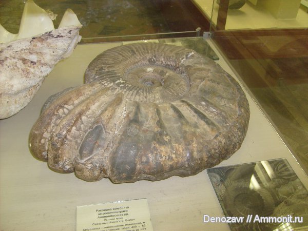 моллюски, ПИН, Ammonitoceras