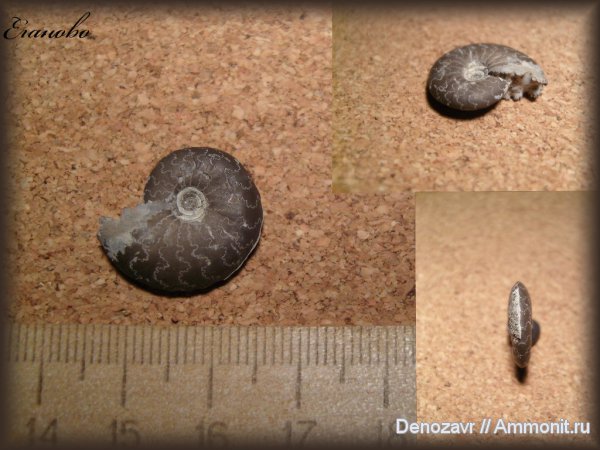 аммониты, моллюски, Garniericeras, Ammonites