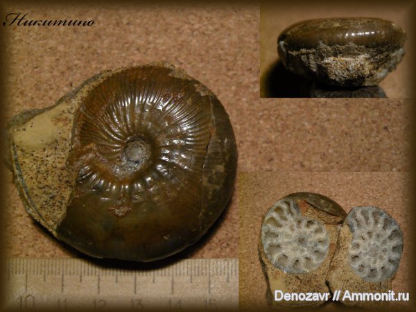 аммониты, моллюски, Kosmoceras, Никитино, Kosmoceratidae, Kosmoceras enodatum, Ammonites