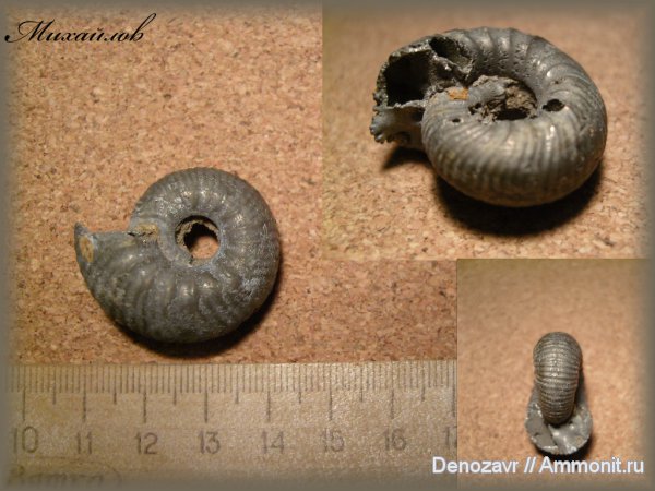аммониты, моллюски, Eichwaldiceras, Ammonites