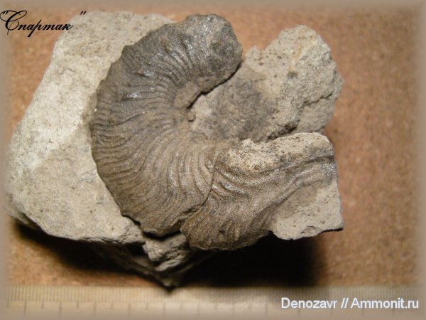 аммониты, моллюски, Kosmoceras, ушки, Kosmoceratidae, Ammonites, Microconchs, lappets