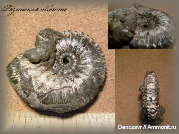 аммониты, моллюски, Kosmoceras, Ammonites, шипы
