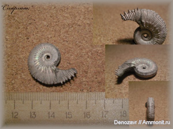 аммониты, моллюски, Kosmoceras, Kosmoceratidae, Ammonites