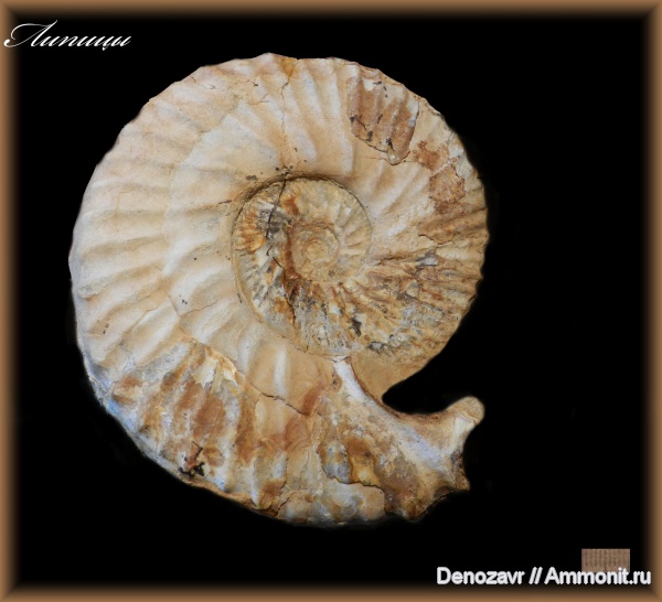 аммониты, моллюски, кимеридж, Aulacostephanus eudoxus, Aulacostephanus, ушки, устье, Ammonites, Липицы, Microconchs, lappets, полное строение раковины аммонита, Kimmeridgian, Upper Jurassic