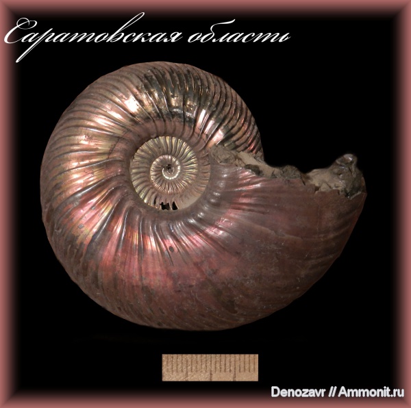 аммониты, моллюски, Quenstedtoceras, Quenstedtoceras lamberti, Ammonites