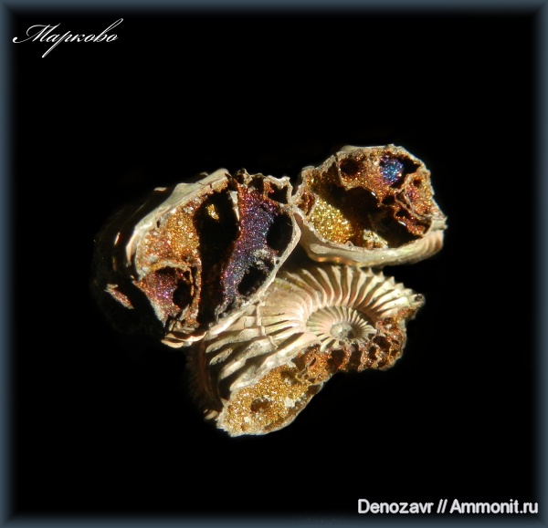 аммониты, моллюски, Бронницы, Марково, Amoeboceras, пирит, Ammonites