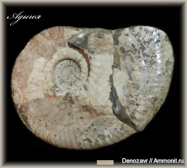 аммониты, моллюски, Адыгея, Ammonites