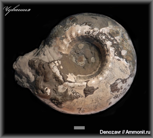 аммониты, моллюски, Cadoceras, Ammonites, Чувашия