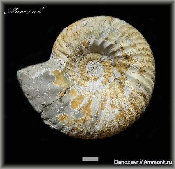 аммониты, моллюски, Quenstedtoceras, Ammonites