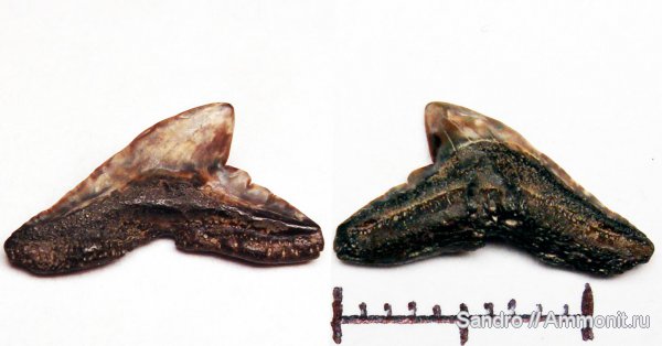 Physogaleus, Carcharhiniformes, Physogaleus secundus