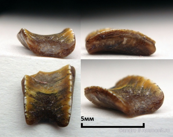 Solenodus, Solenodus crenulatus
