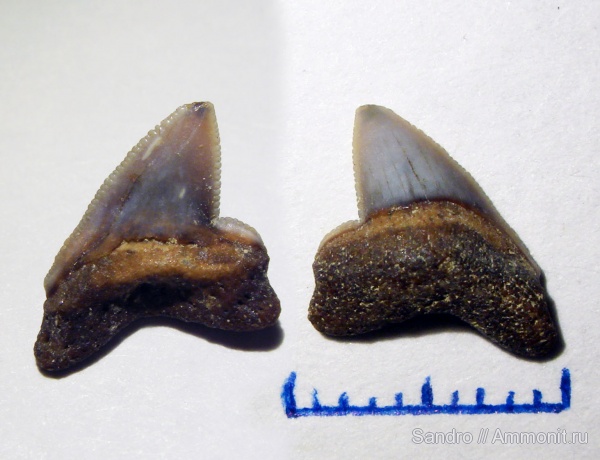 Squalicorax, Palaeoanacorax, Squalicorax curvatus