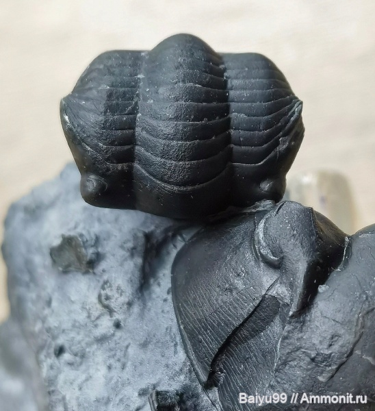 Illaenus, China, trilobite, Ordovician, Illaenus sinensis