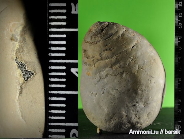 копролиты копролиты