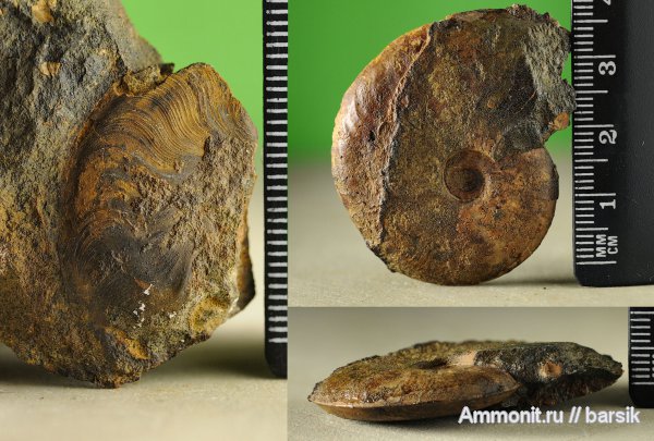 аммониты, Ammonites, Leioceras